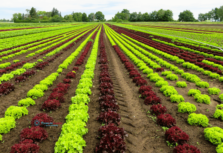 Tıbbi ve Aromatik Bitki Yetiştiriciliği Eğitimi